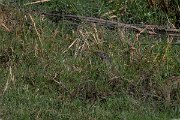 DPPhotography - Namibia - Water monitor - A