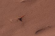 DPPhotography - Namibia - Wedge-snouted desert lizard, Meroles cuneirostris - A