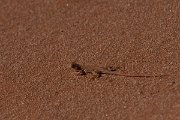DPPhotography - Namibia - Wedge-snouted desert lizard, Meroles cuneirostris - B