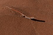 DPPhotography - Namibia - Wedge-snouted desert lizard, Meroles cuneirostris - C