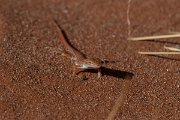 DPPhotography - Namibia - Wedge-snouted desert lizard, Meroles cuneirostris - D
