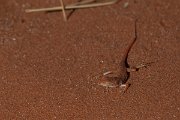 DPPhotography - Namibia - Wedge-snouted desert lizard, Meroles cuneirostris - E
