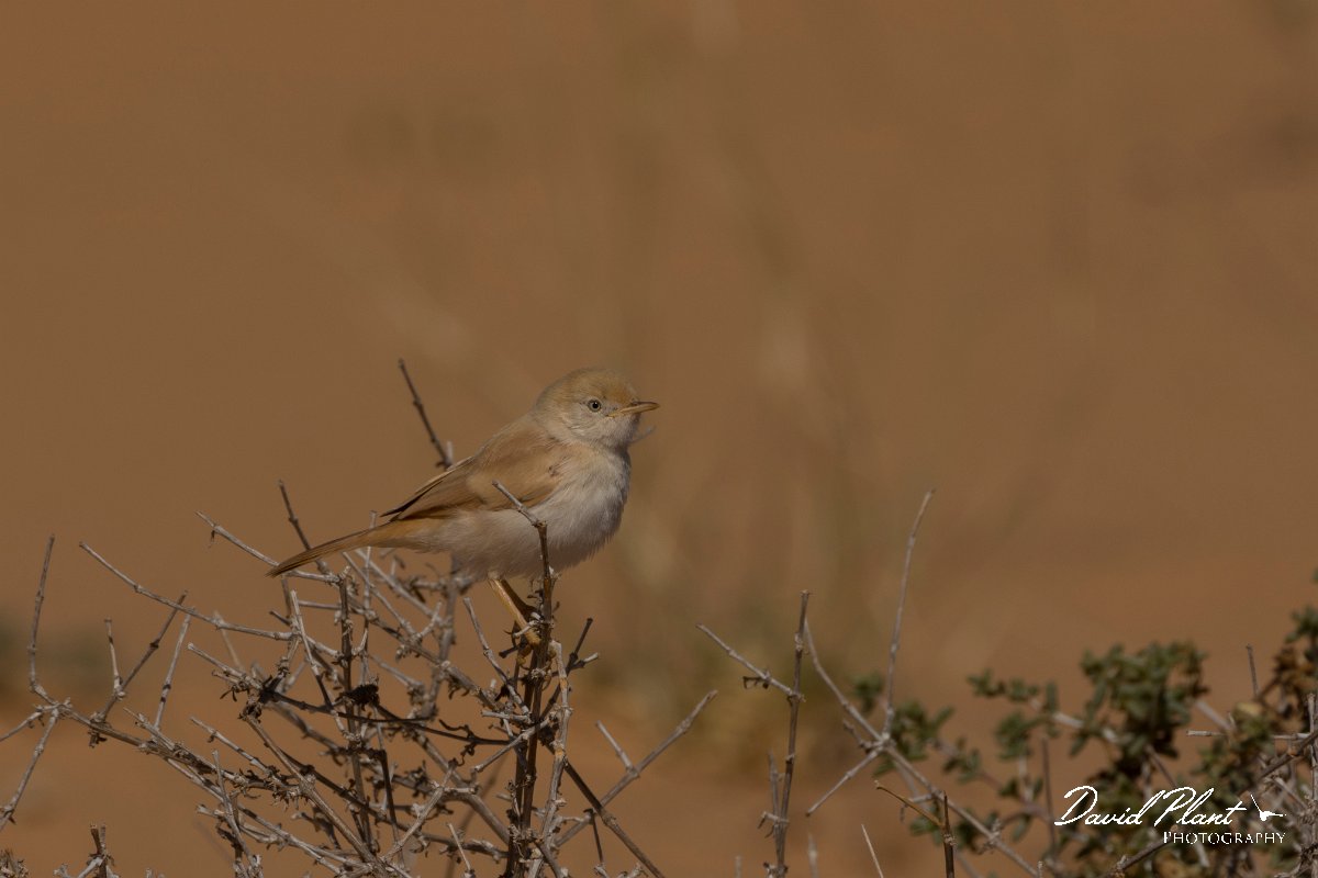 David Plant Photography - Wildlife Photography - African desert warbler - A.jpg - African desert warbler - Aousserd Road