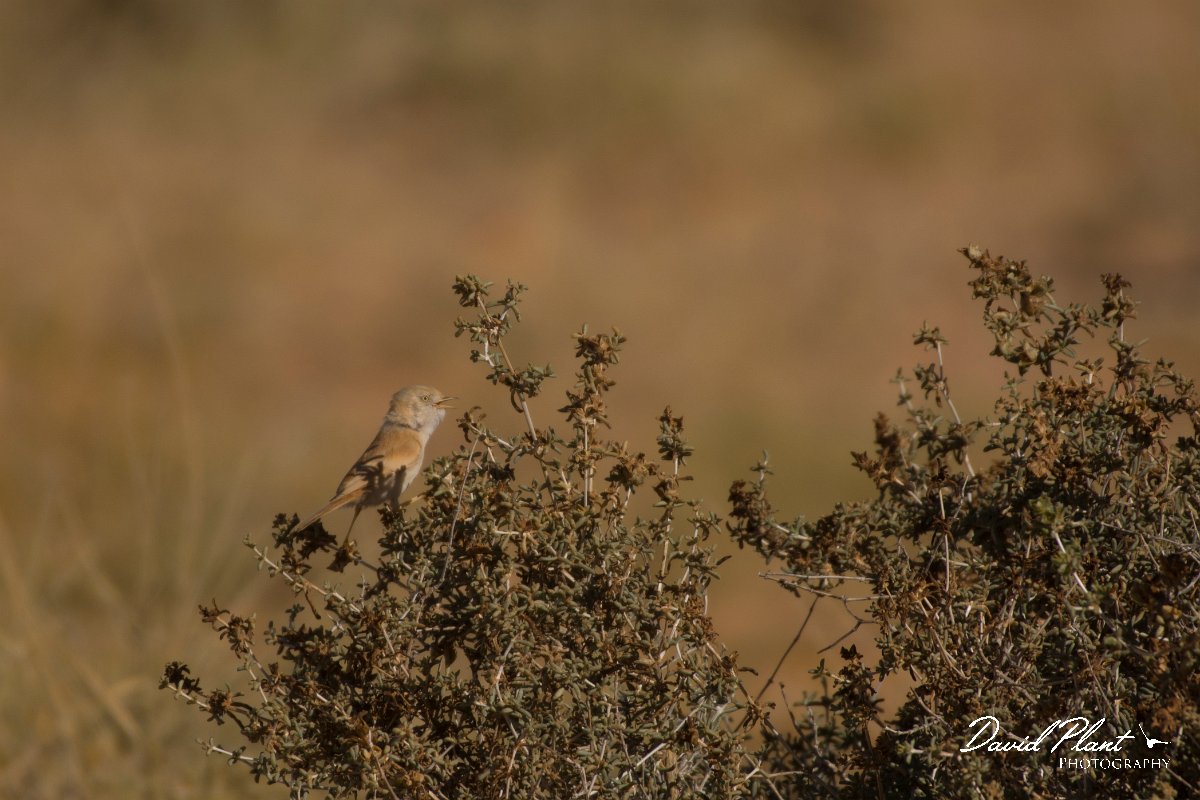 David Plant Photography - Wildlife Photography - African desert warbler - B.jpg - African desert warbler - Aousserd Road