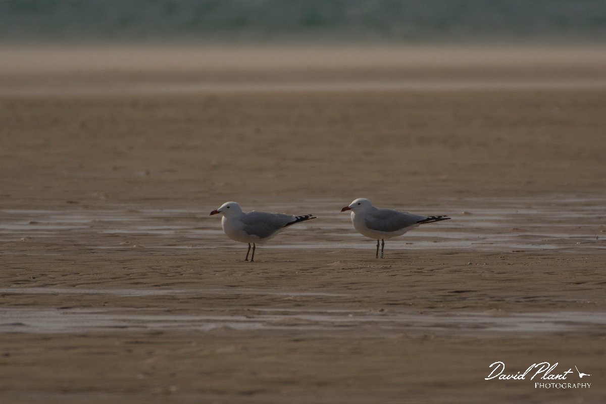 David Plant Photography - Wildlife Photography - Audouin's gull - A.jpg - Audouin's gull - Dakhla Bay