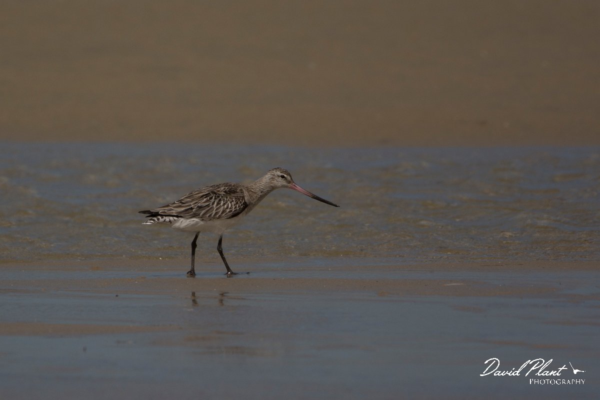 David Plant Photography - Wildlife Photography - Bar-tailed godwit - B.jpg - Bar-tailed godwit - Dakhla Bay