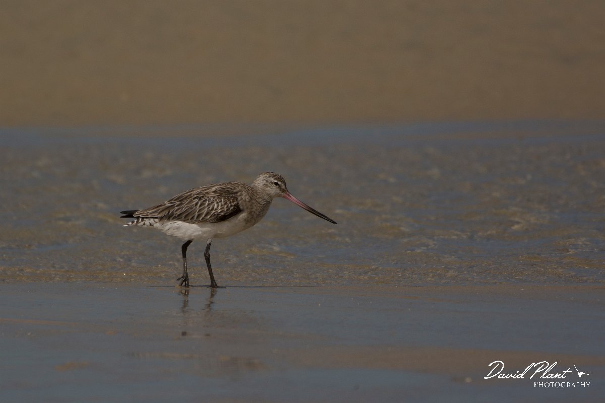 David Plant Photography - Wildlife Photography - Bar-tailed godwit - C.jpg - Bar-tailed godwit - Dakhla Bay