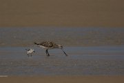 David Plant Photography - Wildlife Photography - Bar-tailed godwit - A