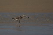 David Plant Photography - Wildlife Photography - Bar-tailed godwit - B