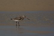 David Plant Photography - Wildlife Photography - Bar-tailed godwit - C