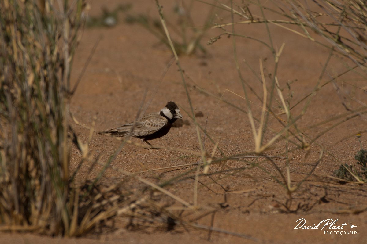 David Plant Photography - Wildlife Photography - Black-crowned finch-lark - A.jpg - Black-crowned finch-lark - Aousserd Road