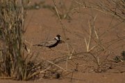 David Plant Photography - Wildlife Photography - Black-crowned finch-lark - A