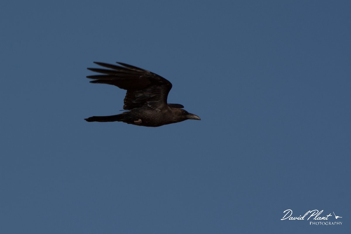 David Plant Photography - Wildlife Photography - Brown-necked raven - B.jpg - Brown-necked raven in flight - Aousserd Road