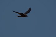 David Plant Photography - Wildlife Photography - Brown-necked raven - A