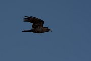 David Plant Photography - Wildlife Photography - Brown-necked raven - B
