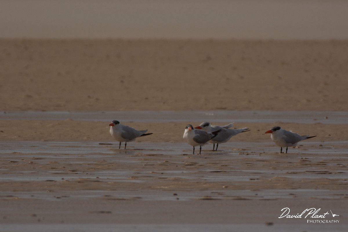 David Plant Photography - Wildlife Photography - Caspian tern - A.jpg - Caspian tern - Dakhla Bay