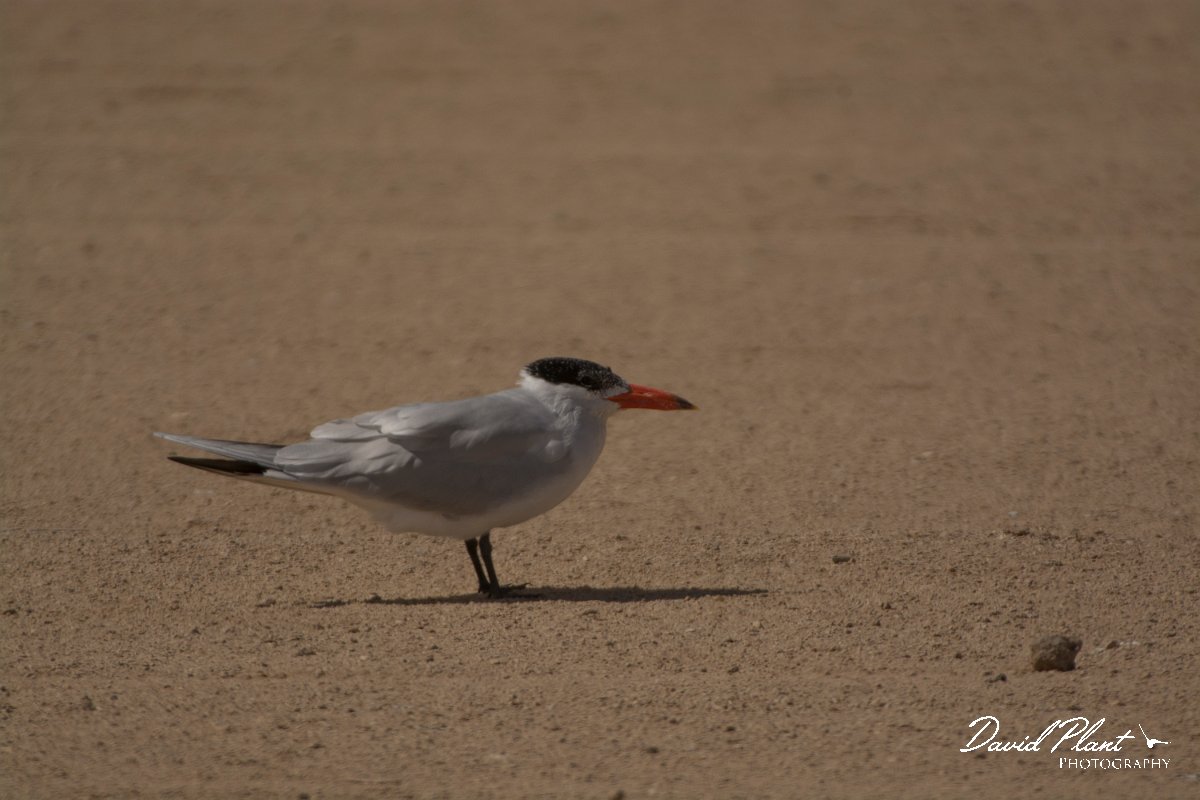 David Plant Photography - Wildlife Photography - Caspian tern - B.jpg - Caspian tern - Dakhla Bay