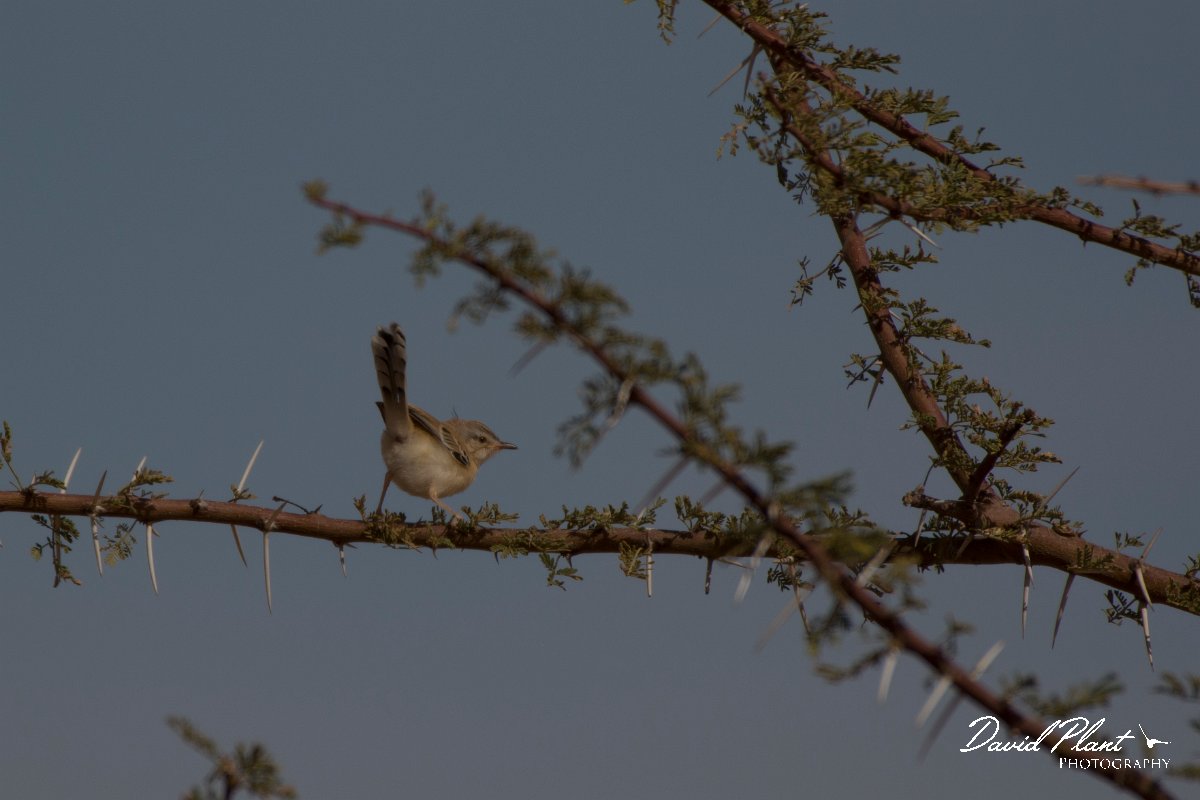 David Plant Photography - Wildlife Photography - Cricket longtail - B.jpg - Cricket longtail - Aousserd Road