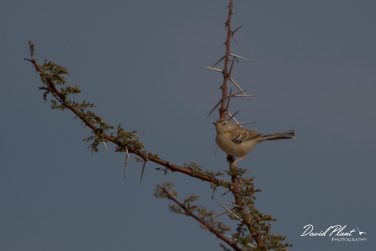 David Plant Photography - Wildlife Photography - Cricket longtail - D.jpg - Cricket longtail - Aousserd Road