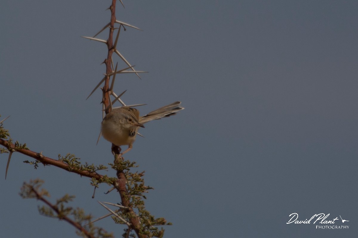 David Plant Photography - Wildlife Photography - Cricket longtail - E.jpg - Cricket longtail - Aousserd Road