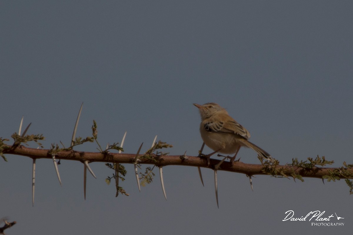 David Plant Photography - Wildlife Photography - Cricket longtail - F.jpg - Cricket longtail - Aousserd Road