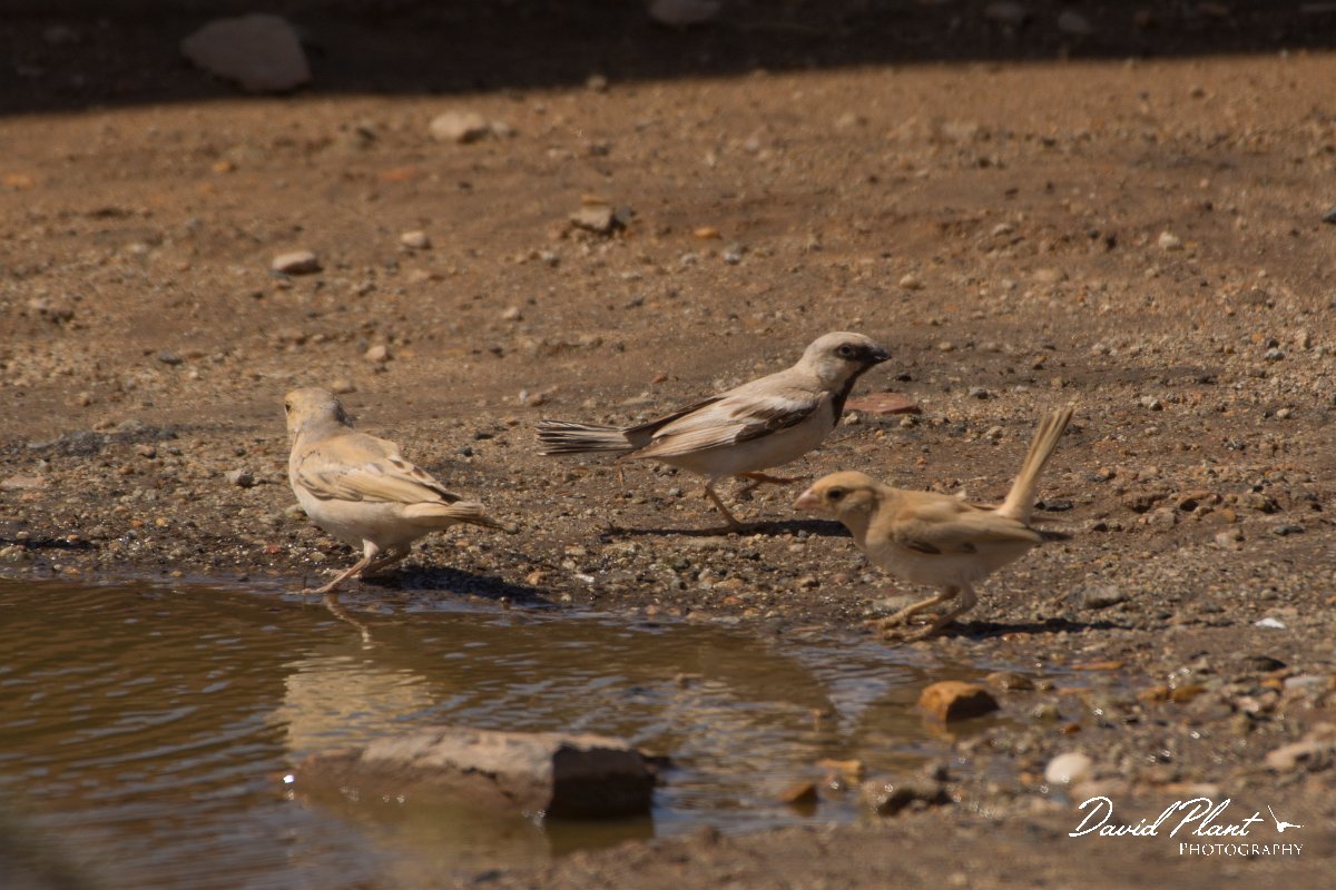 David Plant Photography - Wildlife Photography - Desert sparrow - A.jpg - Desert sparrow - Aousserd Road