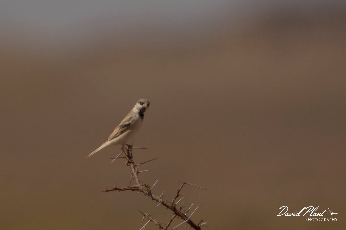 David Plant Photography - Wildlife Photography - Desert sparrow - B.jpg - Desert sparrow male - Aousserd Road