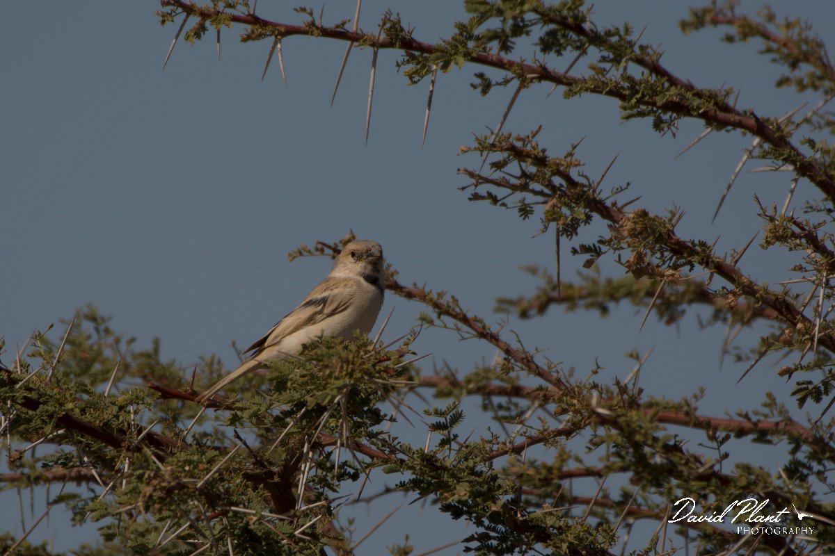 David Plant Photography - Wildlife Photography - Desert sparrow - C.jpg - Desert sparrow male - Aousserd Road