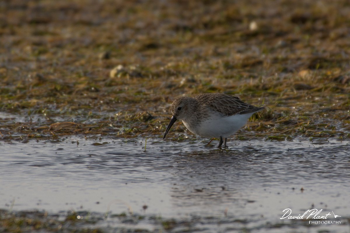David Plant Photography - Wildlife Photography - Dunlin - A.jpg - Dunlin - Dakhla Bay