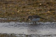 David Plant Photography - Wildlife Photography - Dunlin - A