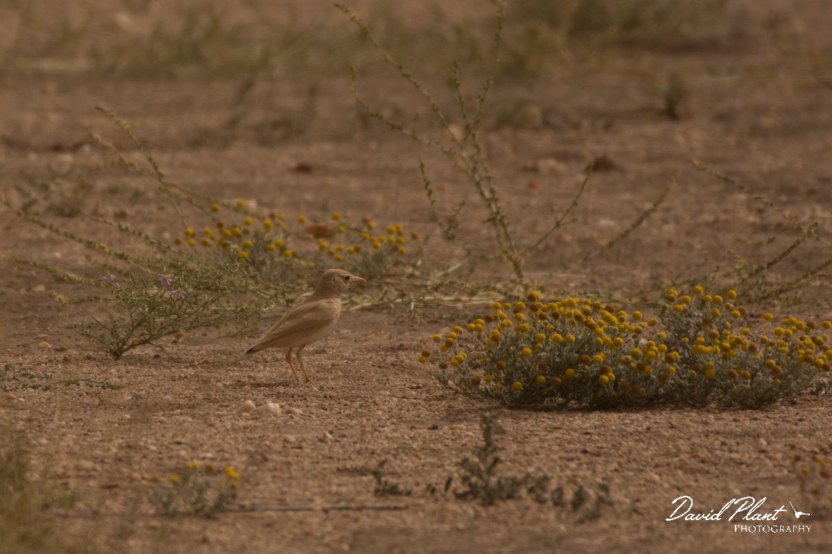 David Plant Photography - Wildlife Photography - Dunn's lark - B.jpg - Dunn's lark - Aousserd Road