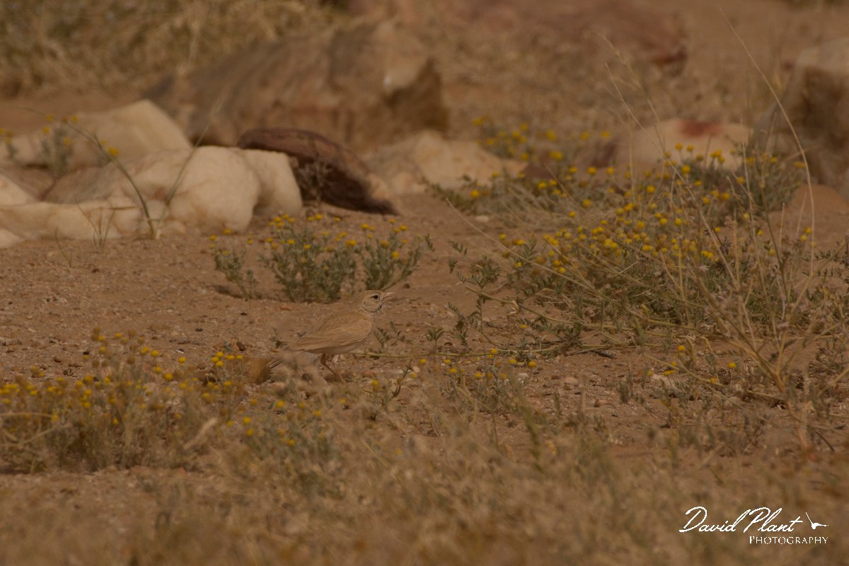 David Plant Photography - Wildlife Photography - Dunn's lark - C.jpg - Dunn's lark - Aousserd Road
