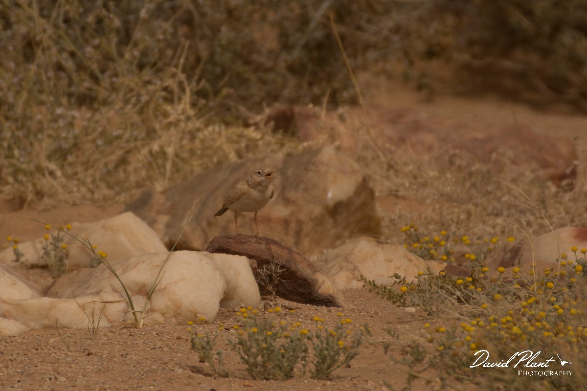 David Plant Photography - Wildlife Photography - Dunn's lark - D.jpg - Dunn's lark - Aousserd Road