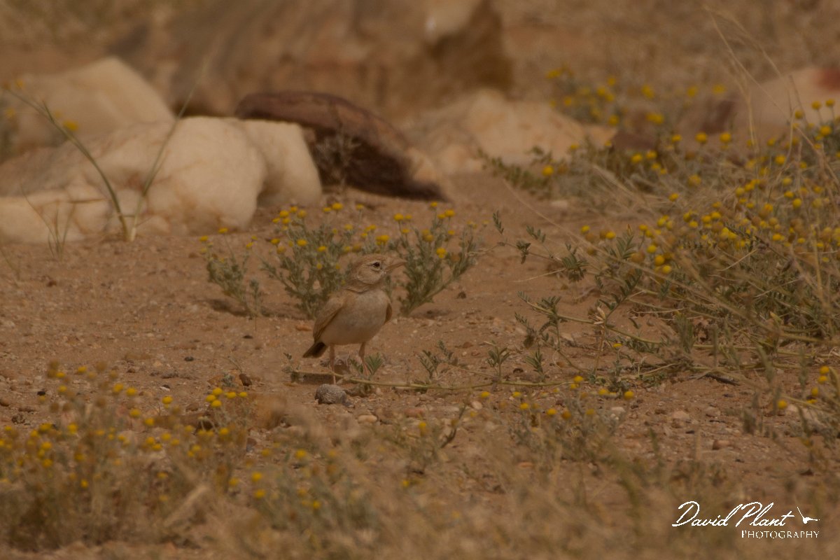 David Plant Photography - Wildlife Photography - Dunn's lark - E.jpg - Dunn's lark - Aousserd Road