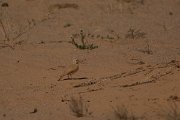 David Plant Photography - Wildlife Photography - Dunn's lark - A