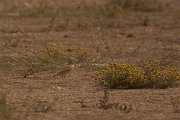 David Plant Photography - Wildlife Photography - Dunn's lark - B