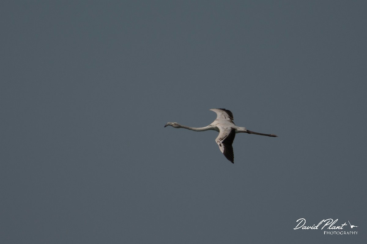 David Plant Photography - Wildlife Photography - Greater flamingo - A.jpg - Greater flamingo juvenile - Dakhla Bay
