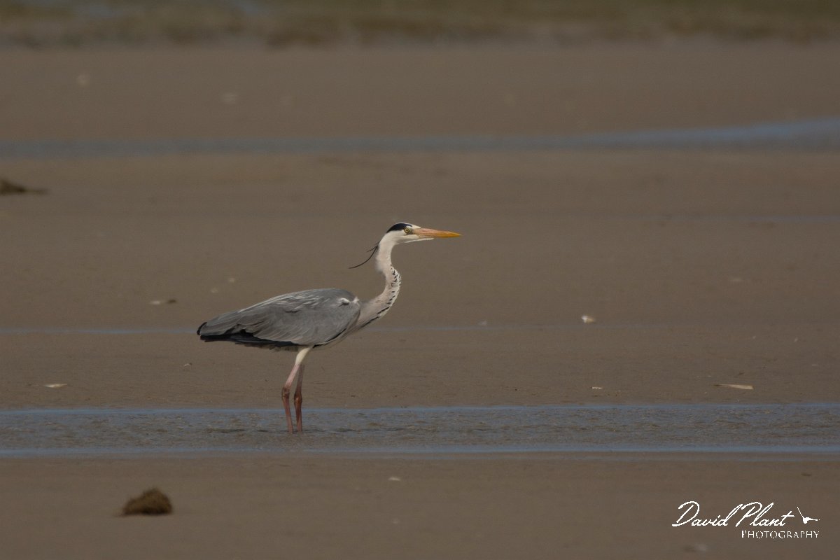 David Plant Photography - Wildlife Photography - Grey heron - B.jpg - Grey heron - Dakhla Bay