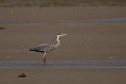 David Plant Photography - Wildlife Photography - Grey heron - B