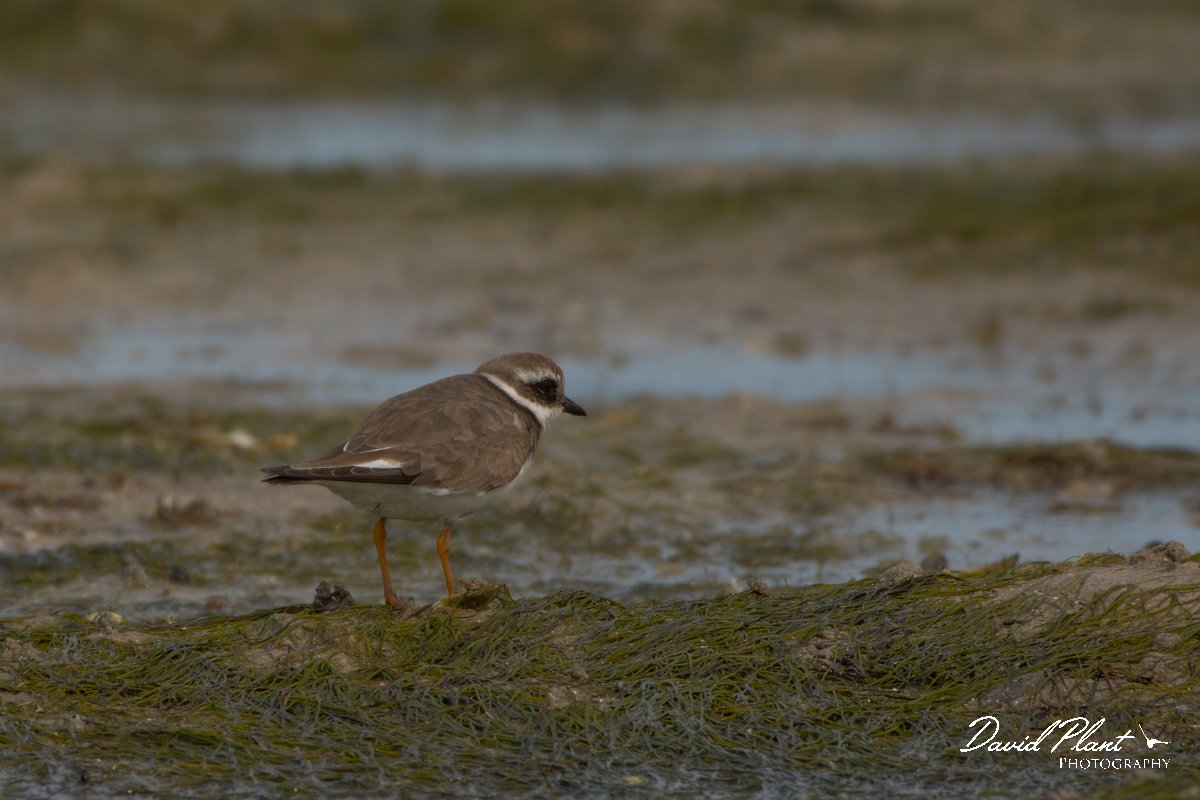 David Plant Photography - Wildlife Photography - Ringed plover - A.jpg - Ringed plover - Dakhla Bay