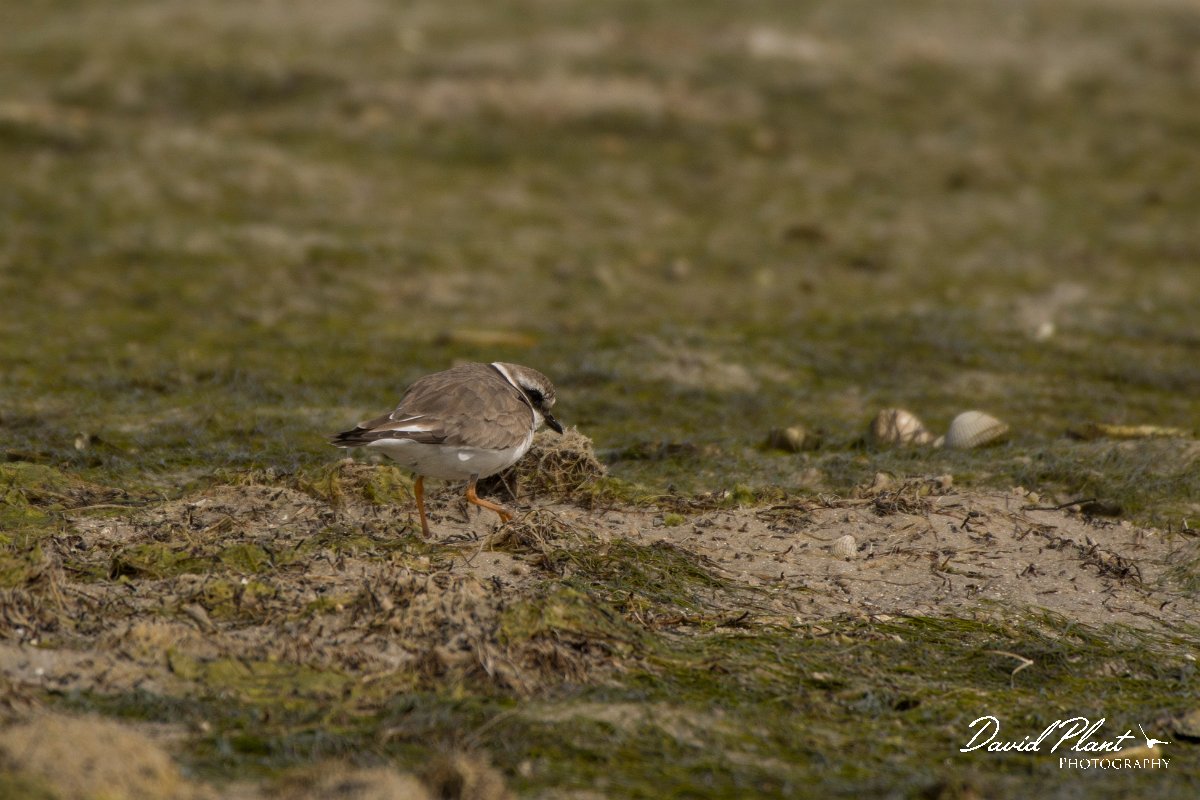 David Plant Photography - Wildlife Photography - Ringed plover - B.jpg - Ringed plover - Dakhla Bay
