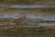 David Plant Photography - Wildlife Photography - Ringed plover - A