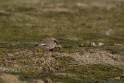 David Plant Photography - Wildlife Photography - Ringed plover - B