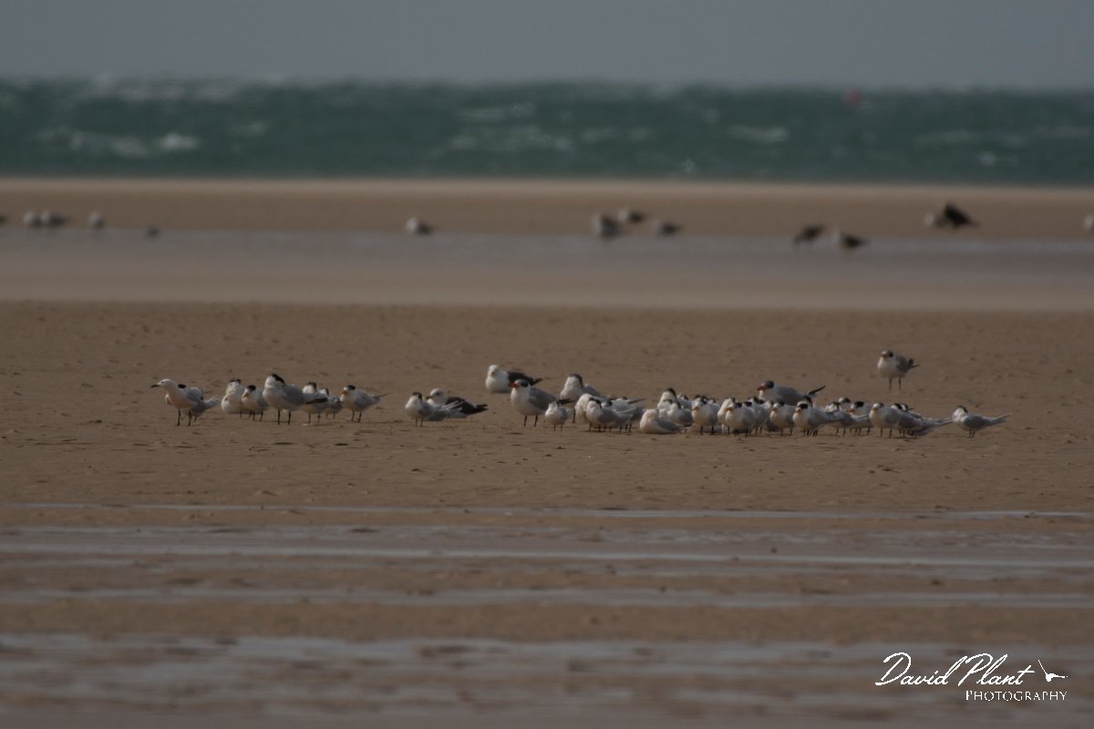 David Plant Photography - Wildlife Photography - Royal tern - A.jpg - Royal tern - Dakhla Bay