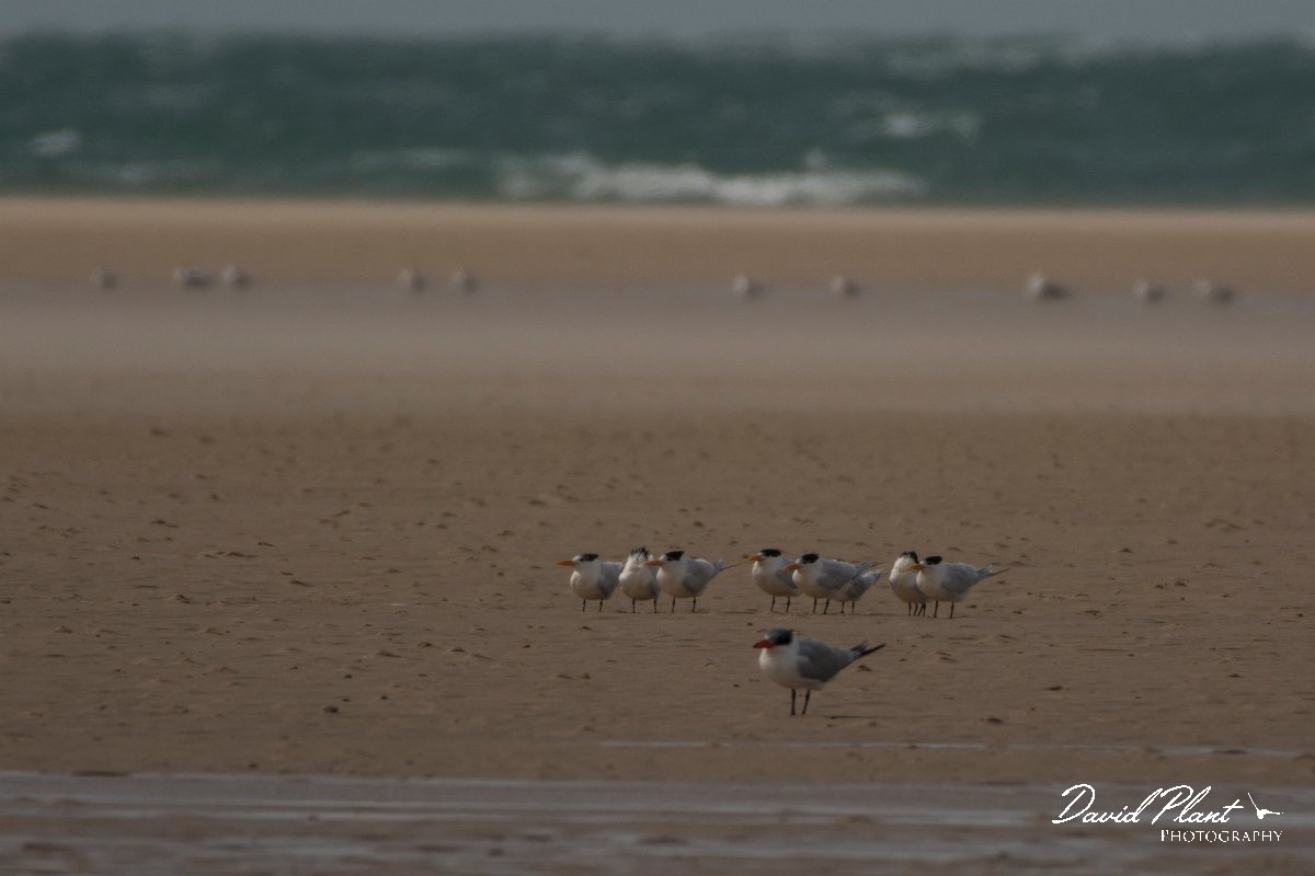 David Plant Photography - Wildlife Photography - Royal tern - B.jpg - Royal tern - Dakhla Bay