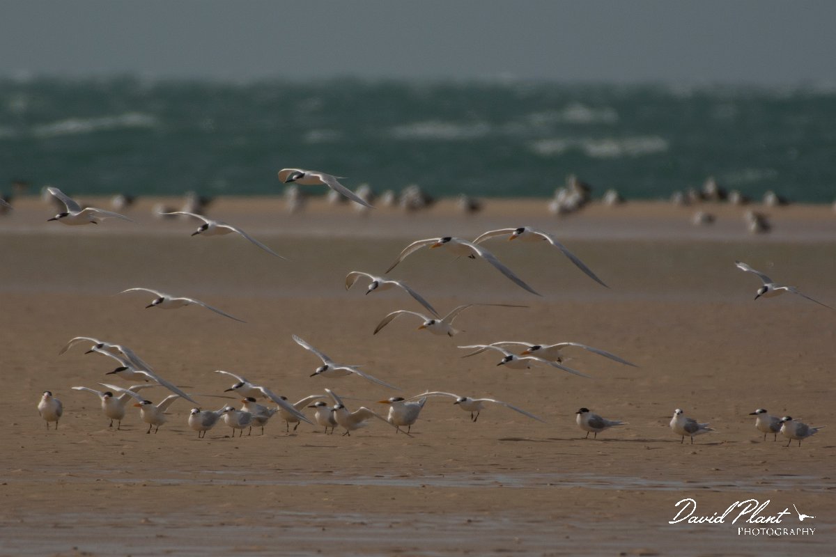 David Plant Photography - Wildlife Photography - Royal tern - D.jpg - Royal tern - Dakhla Bay