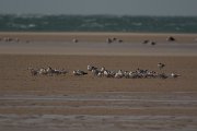 David Plant Photography - Wildlife Photography - Royal tern - A