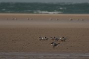 David Plant Photography - Wildlife Photography - Royal tern - B