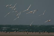 David Plant Photography - Wildlife Photography - Royal tern - C