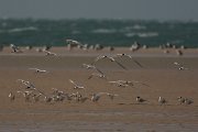 David Plant Photography - Wildlife Photography - Royal tern - D